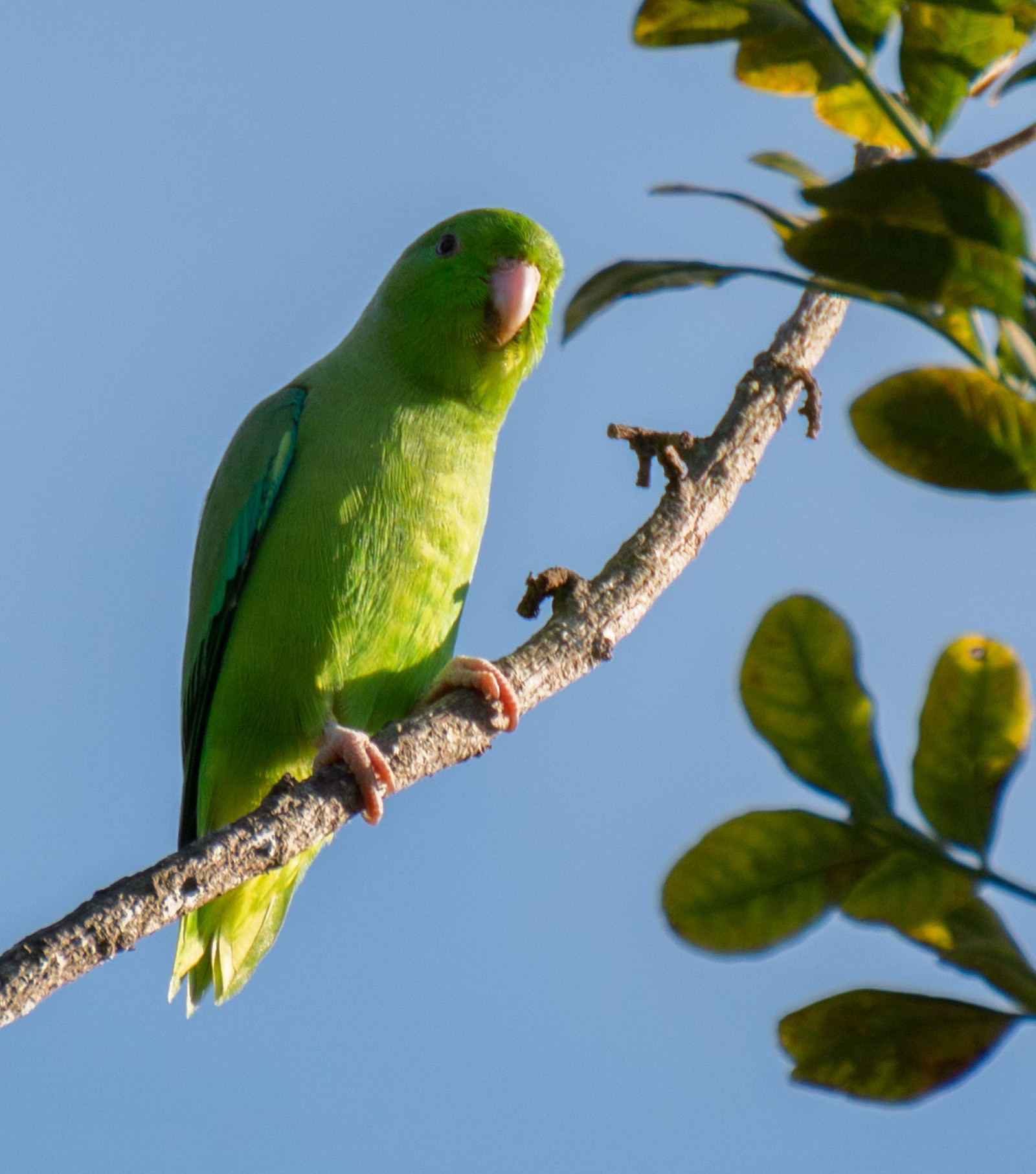 image Green-rumped Parrotlet